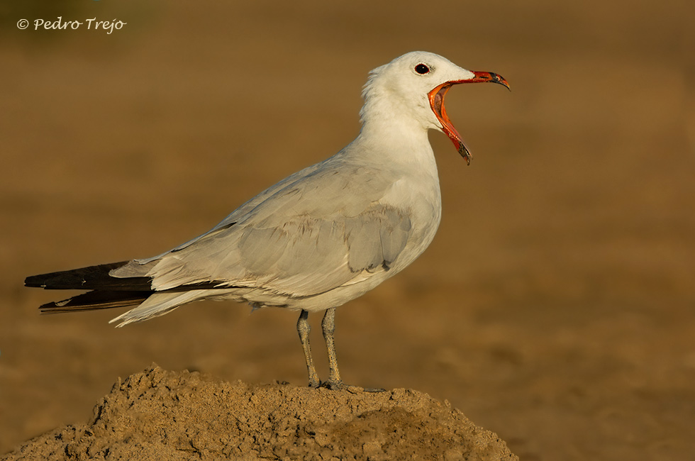 Gaviota de audouin (Larus audouinii)